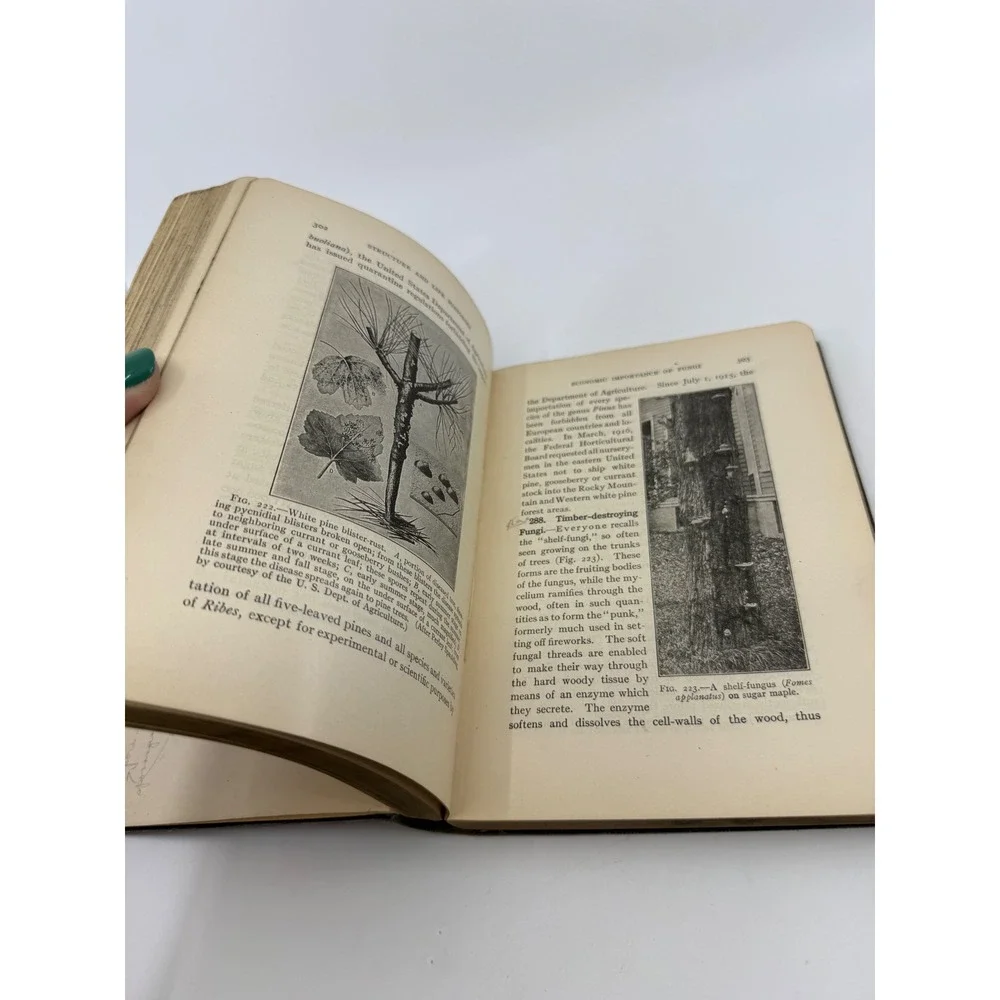 Fundamentals of Botany C Stuart Gager Antique Science Textbook 1917